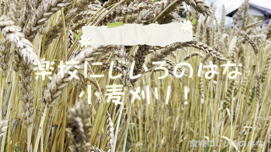 小麦刈り　２０２３．６